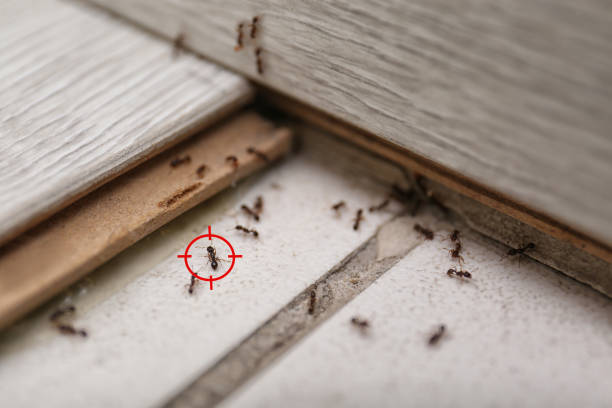 Granite Shoals, TX Pest Control Company