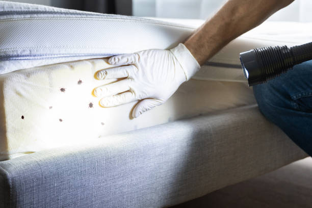 Best Termite Control Services  in Granite Shoals, TX