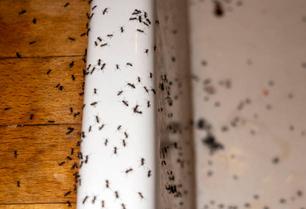 Best Ant Control Services  in Granite Shoals, TX